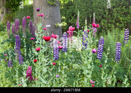 Britische Gartenblumen im Frühling. Lupinen und Mohn wachsen in einem Blumenbeet im britischen Garten Stockfoto