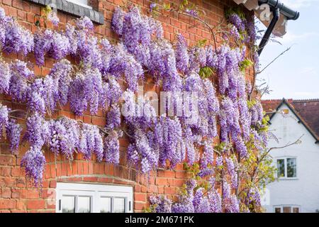Wisteria-Pflanze mit Blumen oder Racemes, die im Frühjahr in Großbritannien an einer Hauswand wachsen. Stockfoto