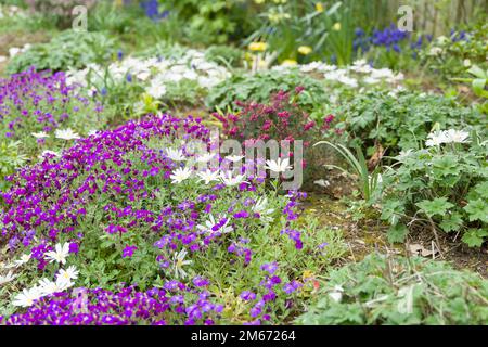 Aubrieta (Aubretia) und Anemone blanda Blumen, mehrjährige blühende Pflanzen in einem britischen Blumenbeet im Frühling. Stockfoto