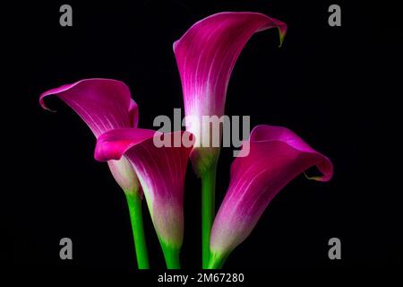 Vier Lila Calla Lilies Stockfoto