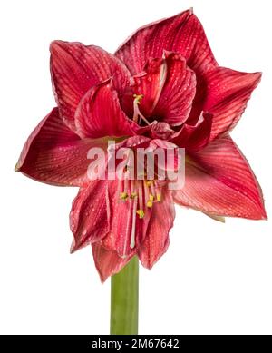 'Sweet Nymph' Hippeastrum, Amaryllis (Hippeastrum x hortorum) Stockfoto