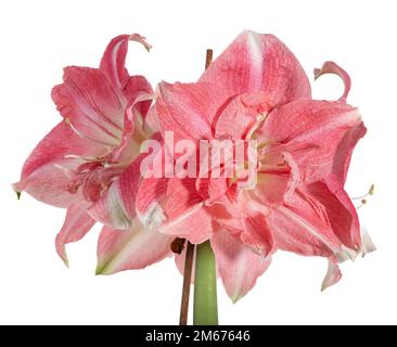 Hippeastrum x hortorum, Hippeastrum, Rozetta, Sigtuna, Schweden, Nordeuropa, Amaryllis, Amaryllidaceae, Amaryllid, mehrjährig, Bulbus, Familie Amaryllis, Amaryllisväxter Stockfoto