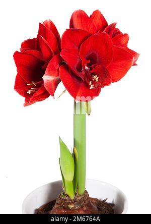 „Amorita Danu®“ Hippeastrum, Amaryllis (Hippeastrum x hortorum) Stockfoto