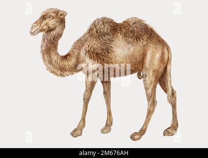 Vintage Kamel Illustration in Vektor Stock Vektor