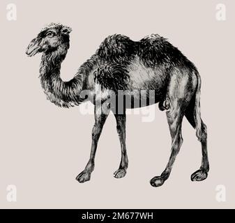 Vintage Kamel Illustration in Vektor Stock Vektor