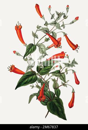 Vintage Herz-leaved Manettia Zweig für die Dekoration Stock Vektor