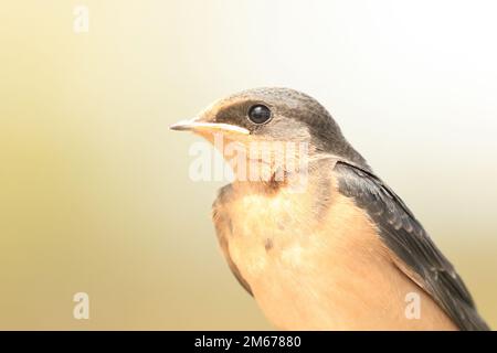 Ein helles, Nahporträt einer einzelnen Scheunen-Schwalbe (irundo rustica) mit einem schlichten, hellen Hintergrund mit Feder-, Gesichts- und Kopfdetails. Aufgenommen Stockfoto