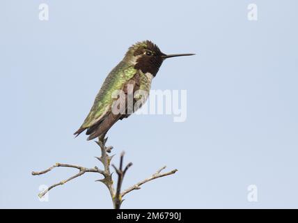 Nahaufnahme eines einzelnen Anna's Hummingbird (Calypte anna), der auf einem Stachelzweig mit hellblauem Himmelshintergrund sitzt. Aufgenommen in Victoria, Stockfoto