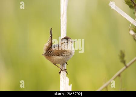 Ein einzelner Marsh Wren (Cistothorus palustris), der auf einem trockenen Schilf mit nach oben zeigendem Schwanz und grünem Hintergrund sitzt. Aufgenommen in Victoria, BC, Kanada Stockfoto