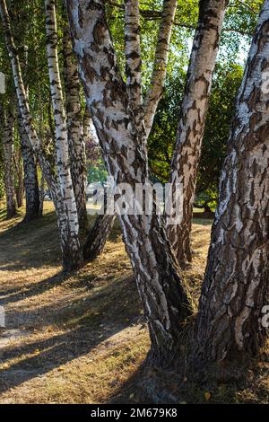 Ein Pfad zwischen Birken im Wald oder im Sommerpark. Die Sonnenstrahlen, die durch den Birkenhain gefiltert werden Stockfoto