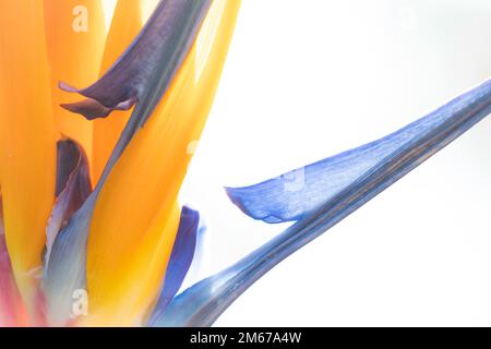 Leuchtend botanisch - Nahaufnahme eines Paradiesvogel Stockfoto