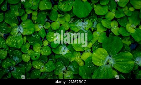 Pistia Stratiotes, die auf dem Wasser schwimmen Stockfoto