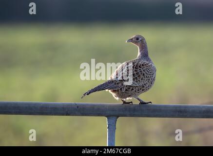 Gewöhnlicher Fasan Phasianus colchicus ein Hühnervogel, der in North Norfolk, Großbritannien, auf einem Tor einer Metallfarm sitzt Stockfoto