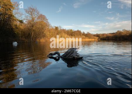 Stumm Swan Cygnet oder juvenile Cygnus olor am Selbriig Pond, North Norfolk, Großbritannien Stockfoto