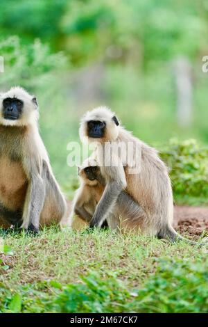 Schwarzgesicht-Affen oder Hanuman-Langur oder indischer Langur oder Affen-Familienmutter mit einem Baby oder einer Gruppe im Freien, Affentruppe. Familie von Ind Stockfoto