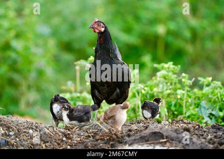 Mutter schwarzes Huhn mit Hühnern in einem Hof. Hühner im indischen Dorf mit grünem Hintergrund. Gallus gallus domesticus. Ökologischer Geflügelbetrieb. Susta Stockfoto