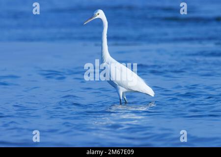 Eberwaten im Ozeanwasser. Wasservogel. Stockfoto