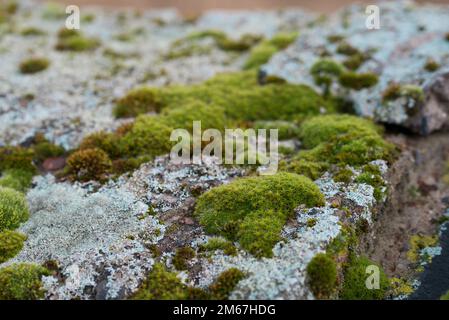 Moos und Flechten auf Felsnaht selektiver Fokus Stockfoto