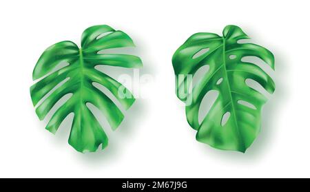 Tropische grüne Monstera Blätter auf weißem Hintergrund Vektorsatz. Wunderschönes botanisches isoliertes Designelement, tropische Dschungelpalmenpflanze, exotisches Philodendron-Blatt in realistischem Stil Stock Vektor