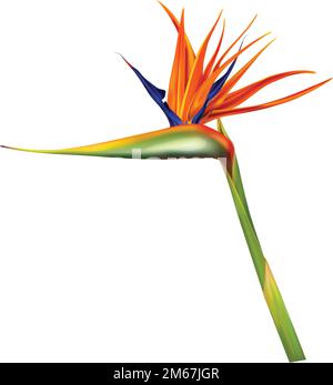 Strelitzia reginae, Paradiesvogel oder Kranblume realistische Vektordarstellung. Exotische Pflanze mit orangefarbenen und violetten Blütenblättern isoliert auf weißem Hintergrund, Designelement Stock Vektor