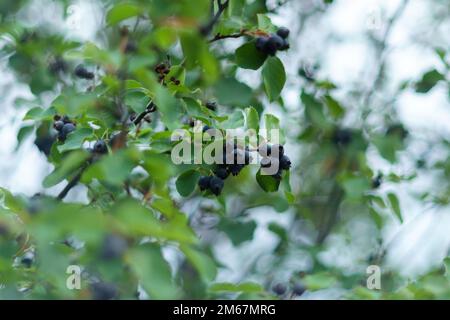 Amelanchier-, Schattenbeeren-, Juneberry-, Irga- oder Zuckerpflaumenreife Beeren. Selektiver Fokus. Stockfoto