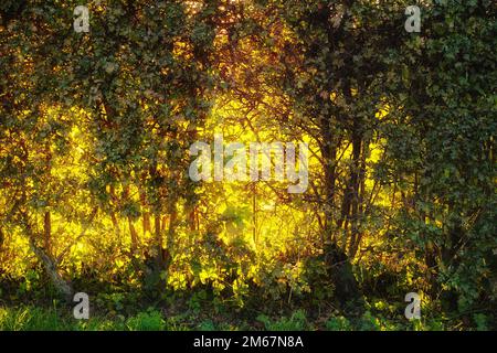 Herbstbäume. Die Farben des Herbstes - Orange und gelblich Herbstfarben - natürlicher Hintergrund. Stockfoto