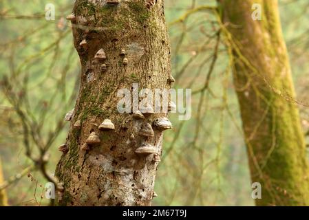 Der Wald der Trolle - Rebild, Dänemark. Der verzauberte Wald im Rebild Nationalpark, Jütland, Dänemark. Stockfoto