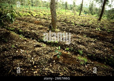 Ein Land, das gerade für Wiederaufforstungsprogramme freigemacht wurde, nachdem es jahrzehntelang als landwirtschaftliches Feld genutzt wurde, im Gebiet des Gede-Pangrango Nationalparks in Sarongge, Ciputri, Pacet, Cianjur, West Java, Indonesien. Stockfoto