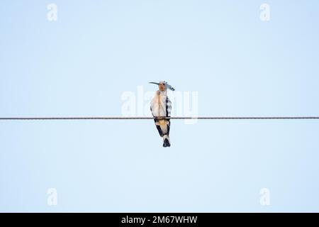 Der eurasische Hoopoe (Upupa epops), der auf einem elektrischen Kabel mit Himmelshintergrund sitzt, ist die am weitesten verbreitete Art der ge Stockfoto