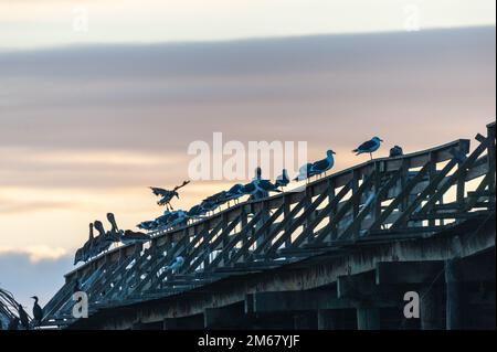 Nahaufnahme der SS Palo Alto, ein altes Schiffswrack aus dem Zweiten Weltkrieg bei Sonnenuntergang, vor der Küste von Aptos, in der Nähe von seacliff Beach, Californa Stockfoto