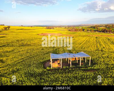 Eine rustikale offene Scheune, die im frühen Morgensonnenlicht im ländlichen NSW Australien auf einem Raps steht Stockfoto