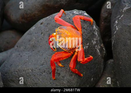 Rote Klippenkrabbe auf Espanola Island, Galapagos Inseln, Ecuador Stockfoto