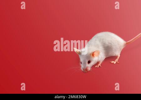 Weiße Maus vor rotem Hintergrund Stockfoto