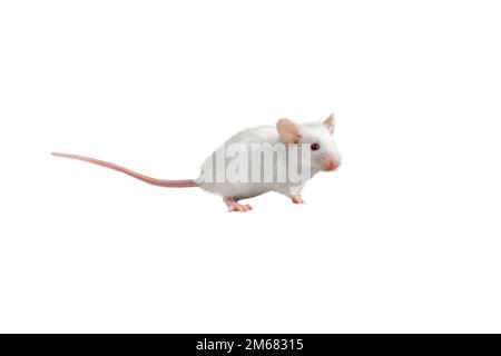 Eine weiße Maus vor weißem Hintergrund Stockfoto