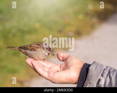 Eine Frau füttert Sperling aus ihrer Handfläche. Ein Vogel sitzt auf der Hand einer Frau und isst Samen. Tierpflege im Herbst oder Winter. Stockfoto