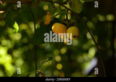 Äpfel wachsen auf einem Baum im Garten. Reifende Früchte, die an einem Ast hängen, mit Blättern im Sonnenlicht Stockfoto