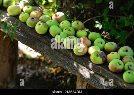 Äpfel auf Holzhintergrund. Viele Äpfel liegen auf einer alten Bank im Dorf Stockfoto