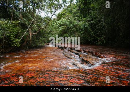 Rotes Jasper-Flussbett umgeben von Wald in Quebrada de Jaspe, Jasper Creek, Gran Sabana, Venezuela Stockfoto