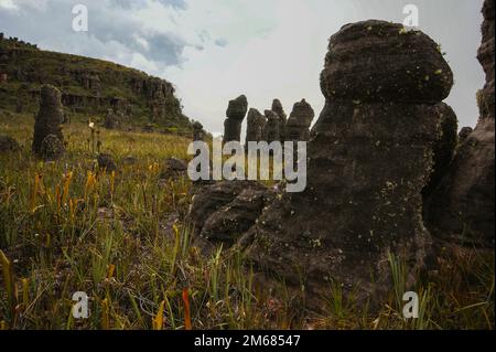 Sandsteinfelsen mit schwarzen Säulen und Säulen auf Amuri Tepui, Venezuela Stockfoto