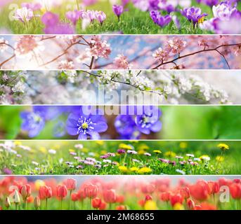 Collage der Panoramafotos der verschiedenen Frühlingsblumen und blühenden Bäume. Stockfoto