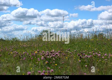 Blühende Felder in Haute-Saône - Bourgogne Franche-comté - Frankreich Stockfoto