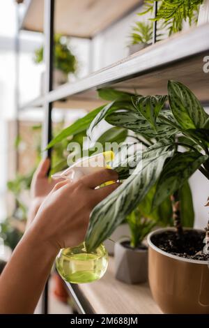 Gekürzter Blick auf den afroamerikanischen Floristen, der Blätter von grünen natürlichen Pflanzen im Blumenladen besprüht, Stockbild Stockfoto