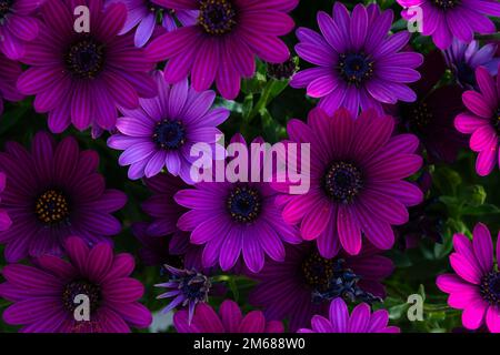 Purple Osteospermum fruticosum (afrikanische Gänseblümchen), Frühling. Hintergrund mit Blumentapete. Hausgärtnerei, Gartenpflege Stockfoto