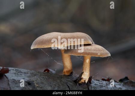 Ungenießbarer Pilz Lentinus brumalis auf dem Holz. Bekannt als Winterpolypore. Wilde braune Pilze im Hochwasserwald. Stockfoto