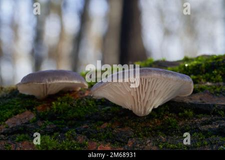 Essbarer Pilz Pleurotus ostreatus auf dem Holz. Auch bekannt als Austernpilz, Austernpilz oder Seehecht. Wilde graue Pilze im Wald. Stockfoto