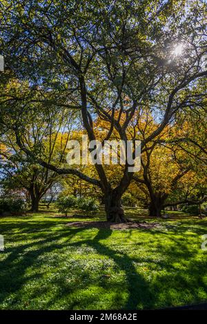 Brooklyn Botanic Garden, gegründet 1910, Brooklyn, New York City, USA, Stockfoto