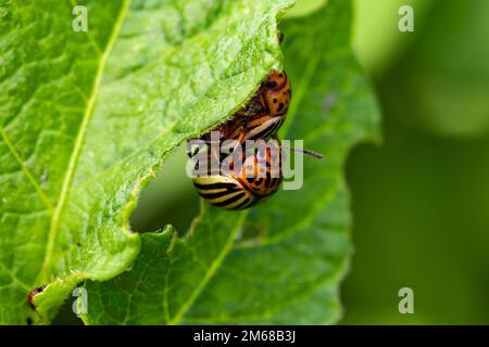 Kartoffelkäfer auf grünem Laken im Garten. Stockfoto