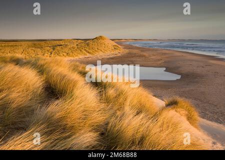 Morgenlicht über den Sanddünen und dem Strand in Druridge Bay an der Northumberland-Küste Englands Stockfoto