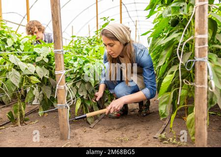 Fokussierte Landwirtschaftler, die in einem Gewächshaus zusammenarbeiten Stockfoto