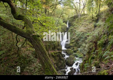 Stock Ghyll Force Wasserfall ist nur einen kurzen Spaziergang durch ein bewaldetes Tal von der Stadt Ambleside im Lake District entfernt Stockfoto